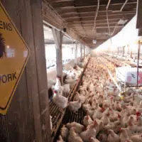 Chickens. (Photo: Lance Cheung/USDA)